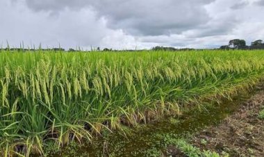Safra de arroz apresenta bom desempenho no RS