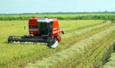 Índice global de alimentos fica estável em maio