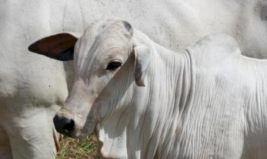 Bezerro segue subindo, deteriorando a troca dos terminadores