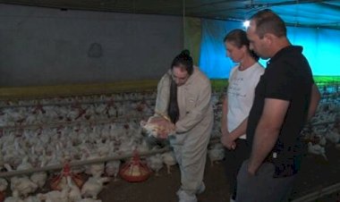 Saúde intestinal ganha peso nas granjas