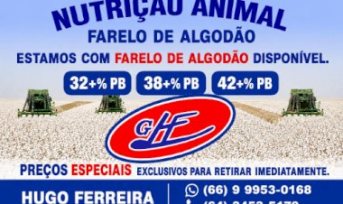 Algodão sobe pelo quarto mês e mercado testa a qualidade da alta