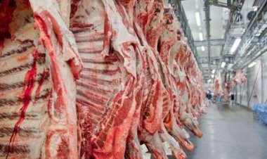 Exportações de carne bovina de MT registram recordes em maio/26