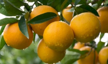 Existe apenas uma laranja com Indicação Geográfica no Brasil