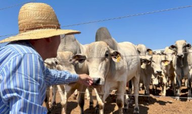Boi gordo: queda de braço entre pecuaristas e frigoríficos deixa preços com direção indefinida