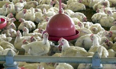Cotação do Frango hoje
