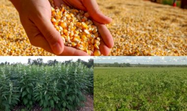 Tocantins consolida diversificação agrícola com avanço das culturas de segunda safra