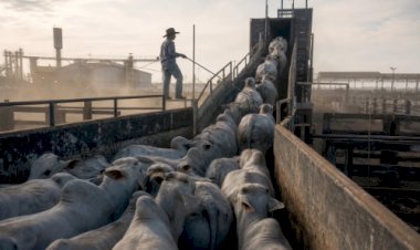 Carne bovina abre novas frentes com aval da Rússia e Vietnã