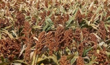 Sorgo rouba a cena em feira do agronegócio