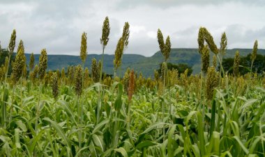 Clima seco reduz potencial produtivo do sorgo e força revisão da safra