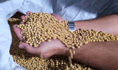 Preço do óleo de soja despenca no exterior e muda o jogo para o agro