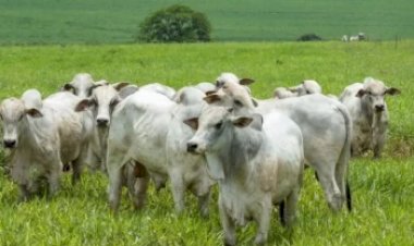 CNA mapeia custos da pecuária de corte no Tocantins e aponta desafios de rentabilidade na produção