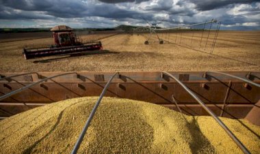 Como ficaram os preços da soja? Cotações variam entre queda e estabilidade em regiões do Brasil