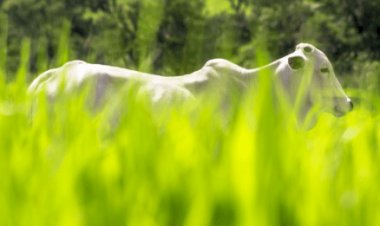 Área destinada à produção de sementes de ruziziensis despenca 54,7% no Brasil