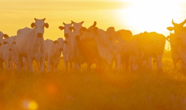 Boletim do INMET detalha previsões e os possíveis impactos do El Niño no Brasil