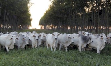 Nanuque (MG) recebe a 5ª etapa nacional do Circuito Nelore de Qualidade