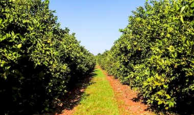 São Paulo divulga mapa do greening e classifica municípios por risco da doença