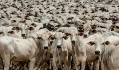 Veja aqui Cotações mistas do Agro
