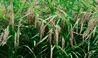 Arroz: O que o mercado já enxergou e poucos perceberam?