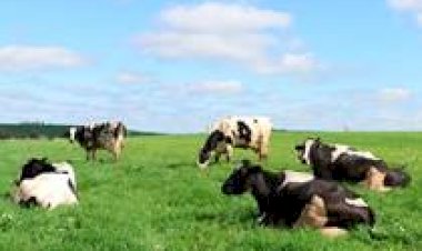Pesquisa aponta cenários de impacto das mudanças climáticas na produção de leite em Goiás