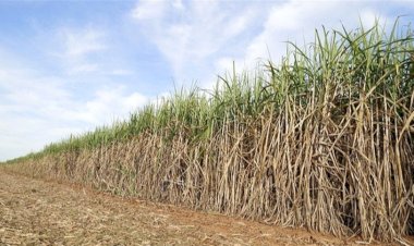 Identificação precoce ajuda a conter ferrugem marrom na cana-de-açúcar