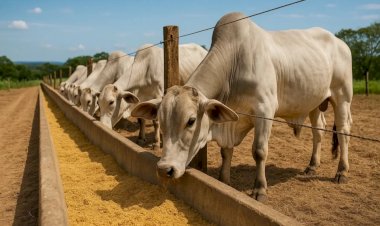 Queda do milho pode pressionar cadeia da carne e da ração em Goiás