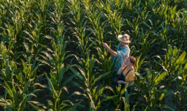 Senado aprova urgência para projeto que cria novo marco do Seguro Rural