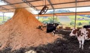 Vacas felizes: manejo de compost barn viraliza e atesta impacto do bem-estar na pecuária leiteira