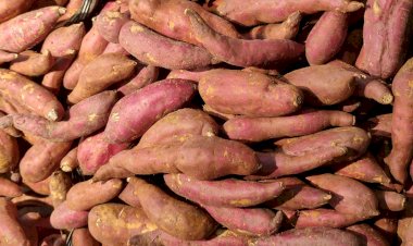 Etanol de batata-doce ganha reforço em SP com parceria para criar cultivares voltadas à bioenergia