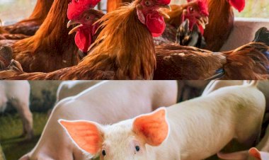 MATOPIBA reúne condições para avançar na produção de aves e suínos, avalia ABPA