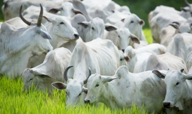 Pecuária cresce no primeiro trimestre e ameniza queda do PIB do agronegócio