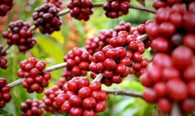 Preço do café dispara: Entenda o impacto da chuva na safra de arábica e robusta