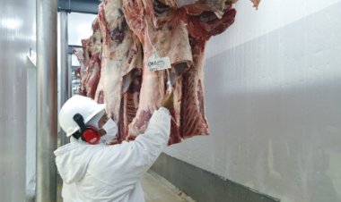 MT abate 263,14 mil vacas/novilhas em julho/26, com queda de 17,1% sobre julho/25