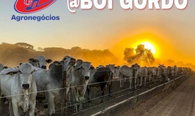 Boi gordo: mercado perde ritmo à espera de novos preços