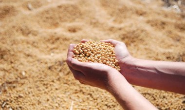 Brasil pode ampliar valor ao exportar mais alimentos