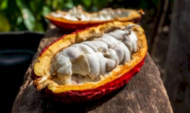 Mato Grosso aposta no cacau para diversificar a renda rural