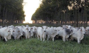 Veja aqui Cotações mistas do Agro