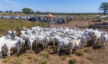 Gestão de pessoas desafia pecuária e reforça importância da qualificação no campo