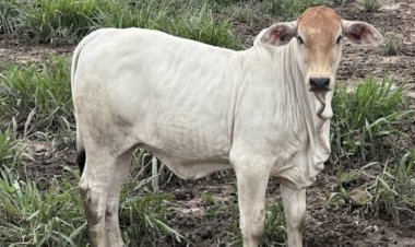 Preço do bezerro dispara quase 10porcento em 2026 e supera alta do boi gordo