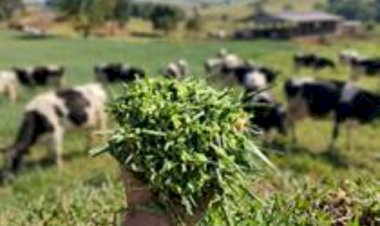 Orizona/GO: cidade de 17 mil habitantes produz 400 mil litros de leite por dia