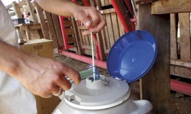 Vendas de sêmen de bovinos de corte e de leite ultrapassam 12 milhões de doses no 1º sem./26