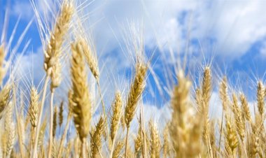 Mercado de trigo tem negócios pontuais no Sul