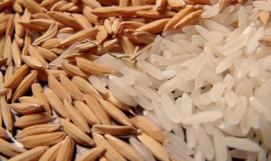 Preço do arroz avança em agosto e atinge maior nível desde abril de 2025