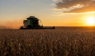 Óleo de soja recua 4,17porcento e farelo sobe em Mato Grosso