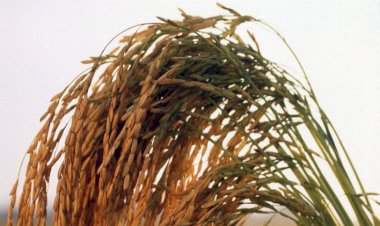 RS prevê queda de 3,4porcento na área de arroz irrigado