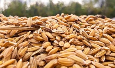 Preço do arroz ainda sobe no RS, mas queda na demanda muda ritmo do mercado