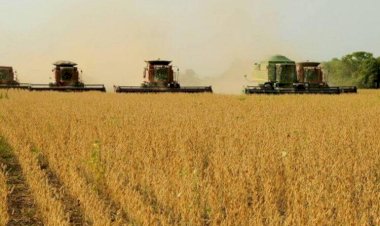 Soja avança no exterior e preços firmam no mercado interno