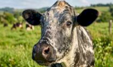 Fazenda do semiárido cearense transforma tradição do queijo em agroindústria premiada