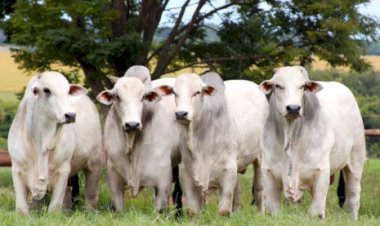 Mercado do boi gordo registra altas pontuais em algumas regiões
