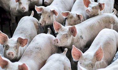 Preço do suíno cai e alta do milho e farelo reduz poder de compra do produtor