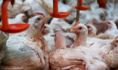 Preço do frango supera carne suína pela primeira vez em 22 anos, aponta Cepea